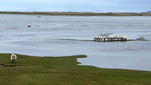 Load image into Gallery viewer, High Tide Sheep 2024
