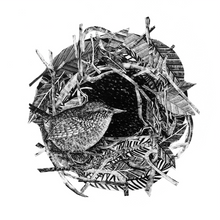 Load image into Gallery viewer, Bird Card Pack