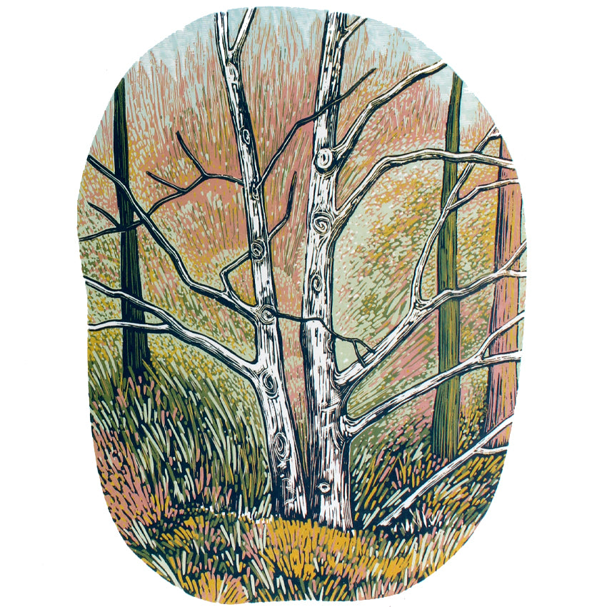 Silver Birch 2025