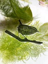 Load image into Gallery viewer, Wren and Feathers Experiments 2023
