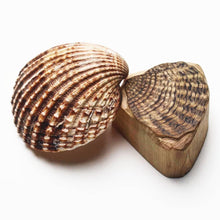 Load image into Gallery viewer, Seashells 2020
