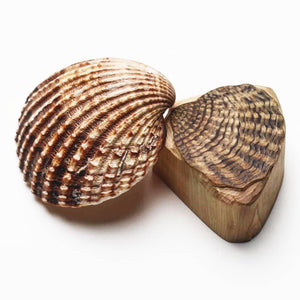 Seashells 2020