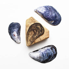 Load image into Gallery viewer, Mussels 2020
