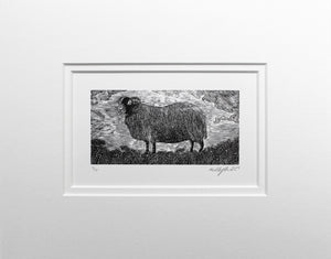 Molly Lemon Wood Engraving Sheep