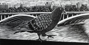 Molly Lemon Wood Engraving Pigeon