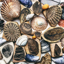Load image into Gallery viewer, Seashells IV 2020
