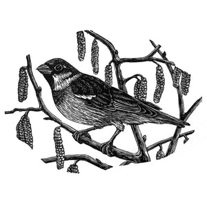 House Sparrow (Black and White) 2023